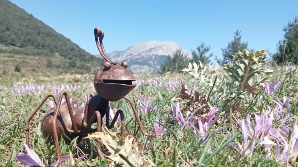 La Mel, la nostra mascota formiga, en un assoleiat prat de safrà lila amb el Pedraforca de fons.